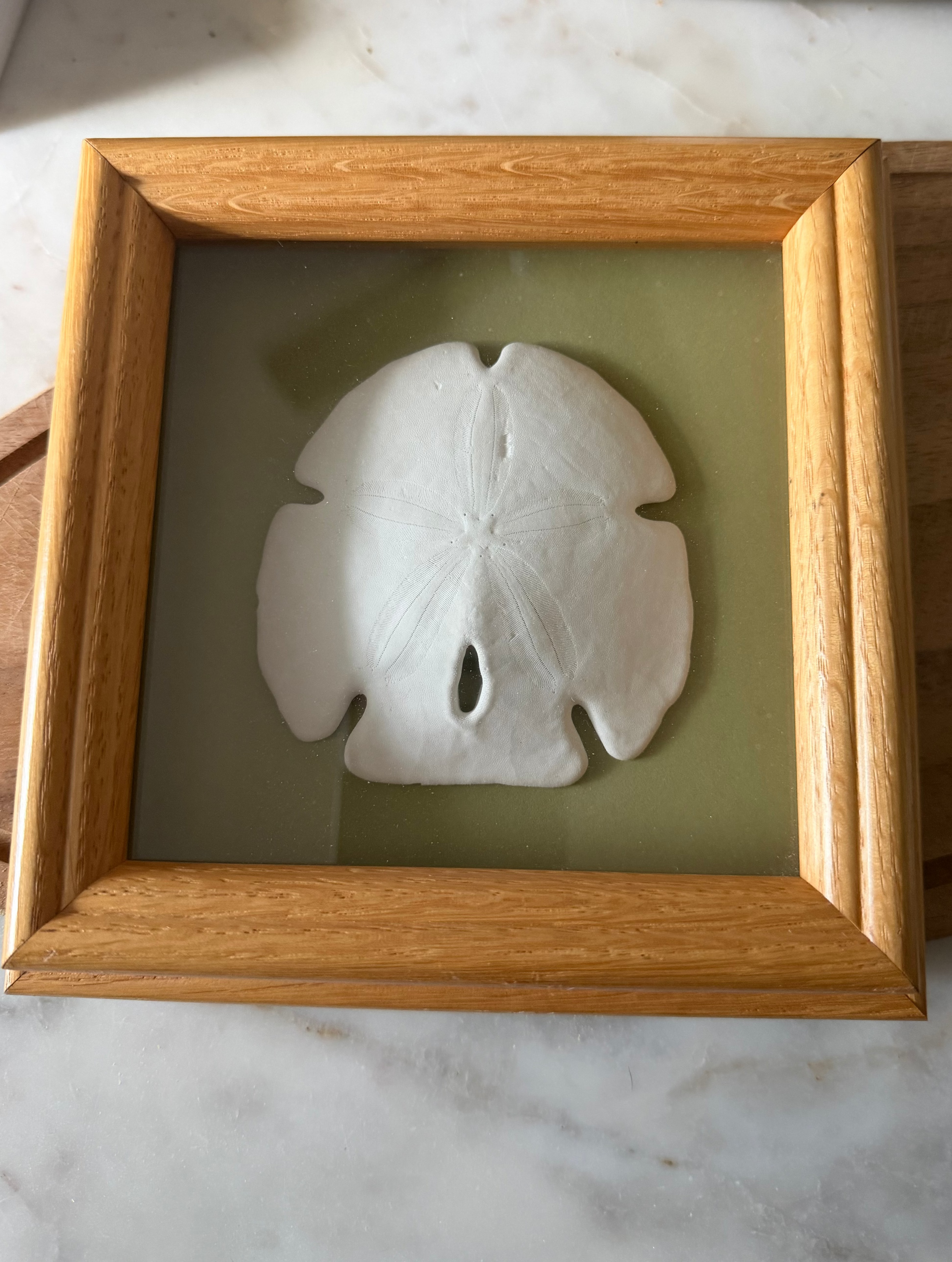 Vintage Sand Dollar Shadow Box – Coastal Cottagecore Wall Decor